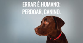Errar é humano; perdoar, canino.
