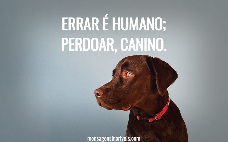 Errar é humano; perdoar, canino.