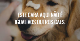 Este cara aqui não é igual aos outros cães.