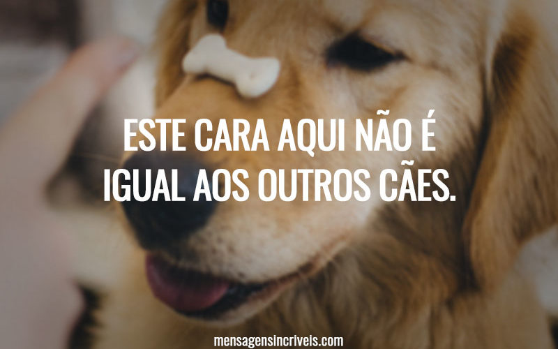 Este cara aqui não é igual aos outros cães.