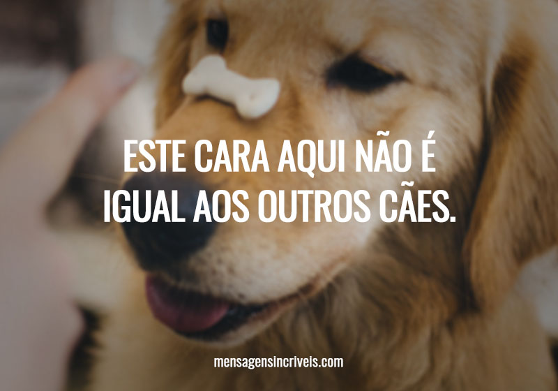 Este cara aqui não é igual aos outros cães.