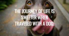 The journey of life is sweeter when traveled with a dog.
