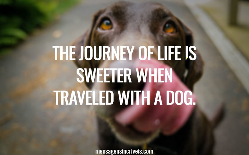 The journey of life is sweeter when traveled with a dog.