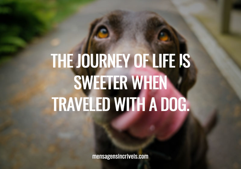 The journey of life is sweeter when traveled with a dog.