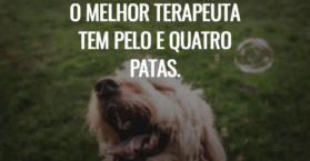 O melhor terapeuta tem pelo e quatro patas.