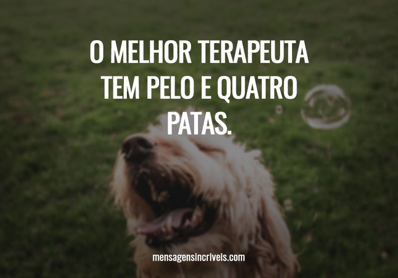 O melhor terapeuta tem pelo e quatro patas.