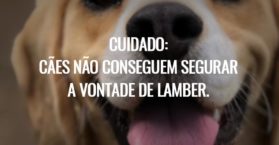 Cuidado: Cães não conseguem segurar a vontade de lamber.