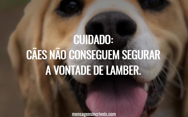 Cuidado: Cães não conseguem segurar a vontade de lamber.
