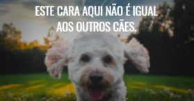 Este cara aqui não é igual aos outros cães.