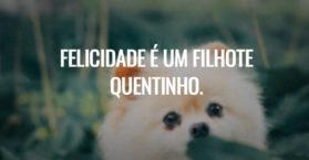 Felicidade é um filhote quentinho.
