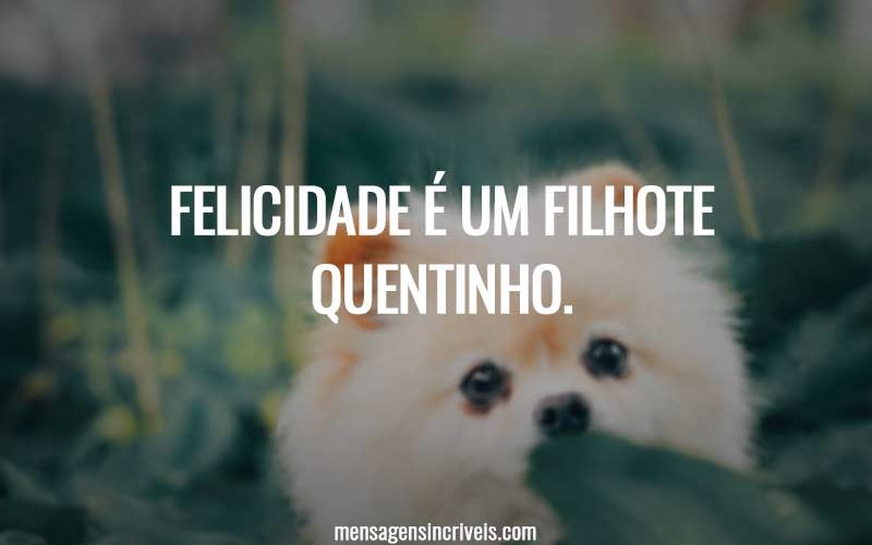 Felicidade é um filhote quentinho.