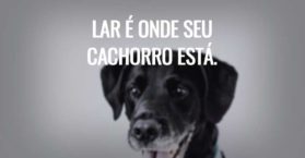 Lar é onde seu cachorro está.