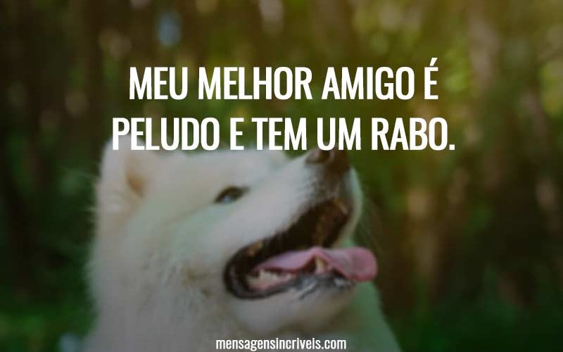 Meu melhor amigo é peludo e tem um rabo.