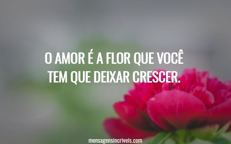 O amor é a flor que você tem que deixar crescer.