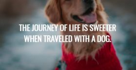 The journey of life is sweeter when traveled with a dog.