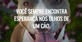 Você sempre encontra esperança nos olhos de um cão.