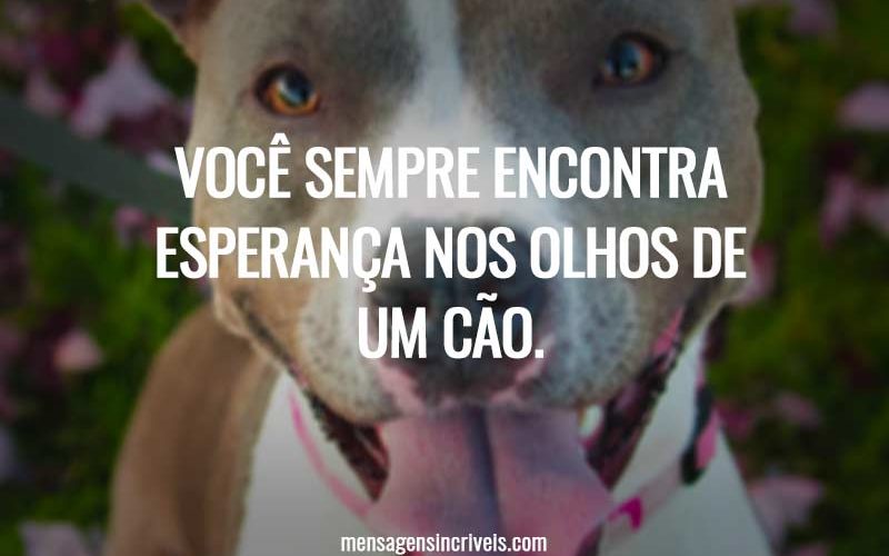 Você sempre encontra esperança nos olhos de um cão.