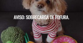 Aviso: sobrecarga de fofura.