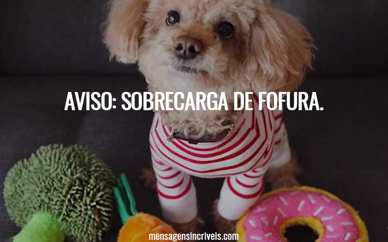Aviso: sobrecarga de fofura.