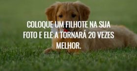 Coloque um filhote na sua foto e ele a tornará 20 vezes melhor.
