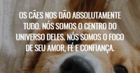 Os cães nos dão absolutamente tudo. Nós somos o centro do universo deles. Nós somos o foco de seu amor, fé e confiança.
