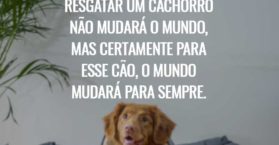 Resgatar um cachorro não mudará o mundo, mas certamente para esse cão, o mundo mudará para sempre.