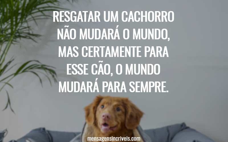 Resgatar um cachorro não mudará o mundo, mas certamente para esse cão, o mundo mudará para sempre.