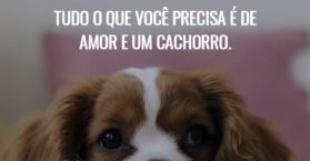 Tudo o que você precisa é de amor e um cachorro.