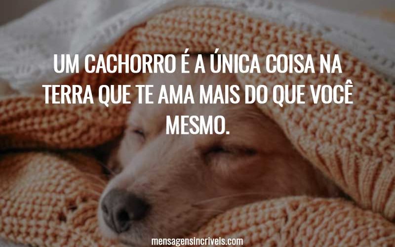 Um cachorro é a única coisa na terra que te ama mais do que você mesmo.