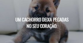 Um cachorro deixa pegadas no seu coração.