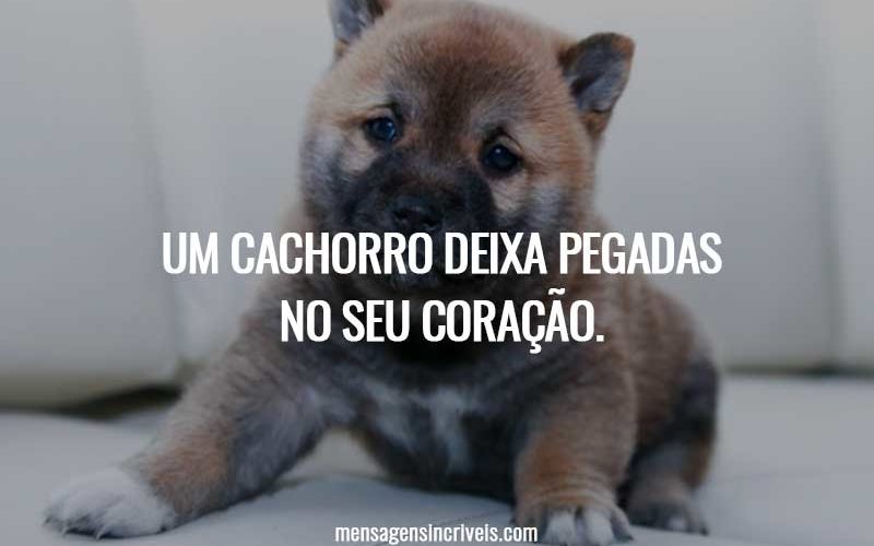 Um cachorro deixa pegadas no seu coração.