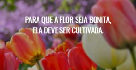 Para que a flor seja bonita, ela deve ser cultivada.