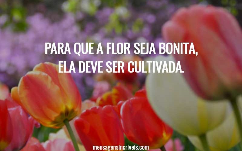 Para que a flor seja bonita, ela deve ser cultivada.