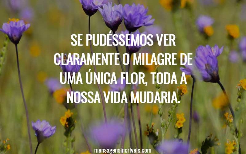 Se pudéssemos ver claramente o milagre de uma única flor, toda a nossa vida mudaria.
