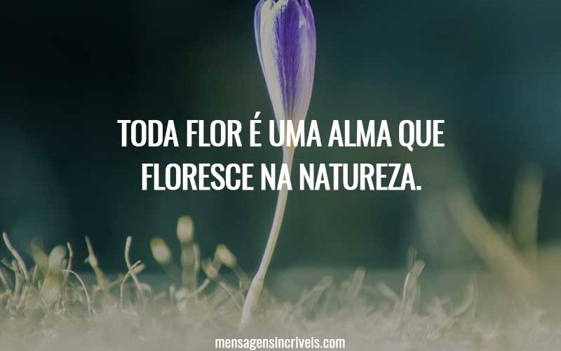 Toda flor